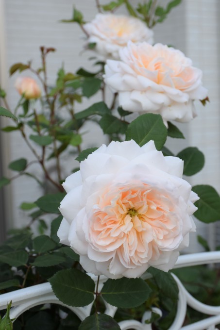 5月27日の庭のバラ エヴリン他 バラとハーブのある暮らし Salon De Roses