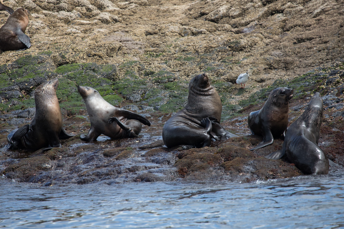 Australian Fur Seal 2 オットセイ <タスマニア> _c0248100_19184070.jpg
