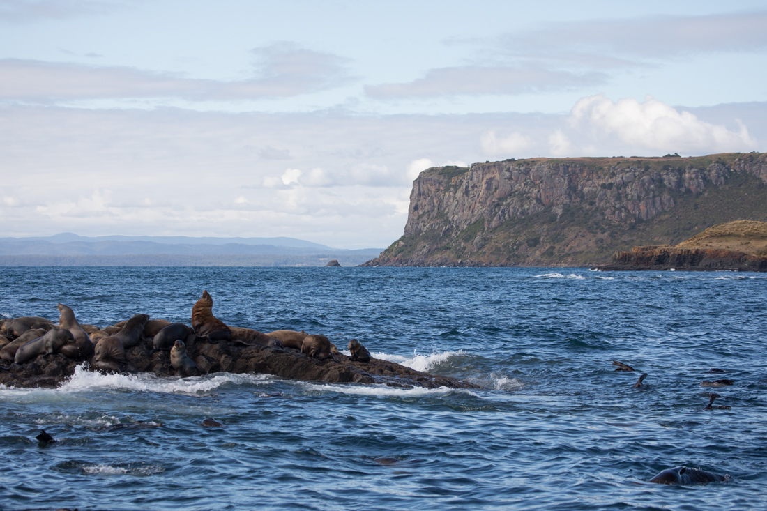 Australian Fur Seal 2 オットセイ <タスマニア> _c0248100_19184100.jpg