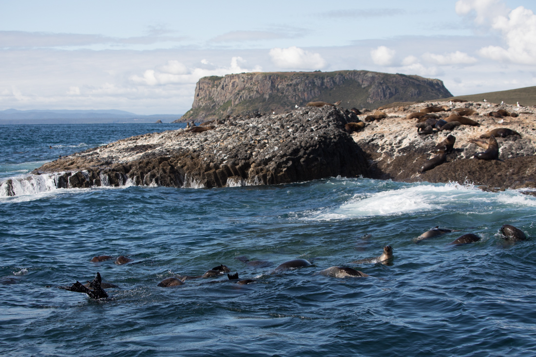 Australian Fur Seal 2 オットセイ <タスマニア> _c0248100_19184183.jpg