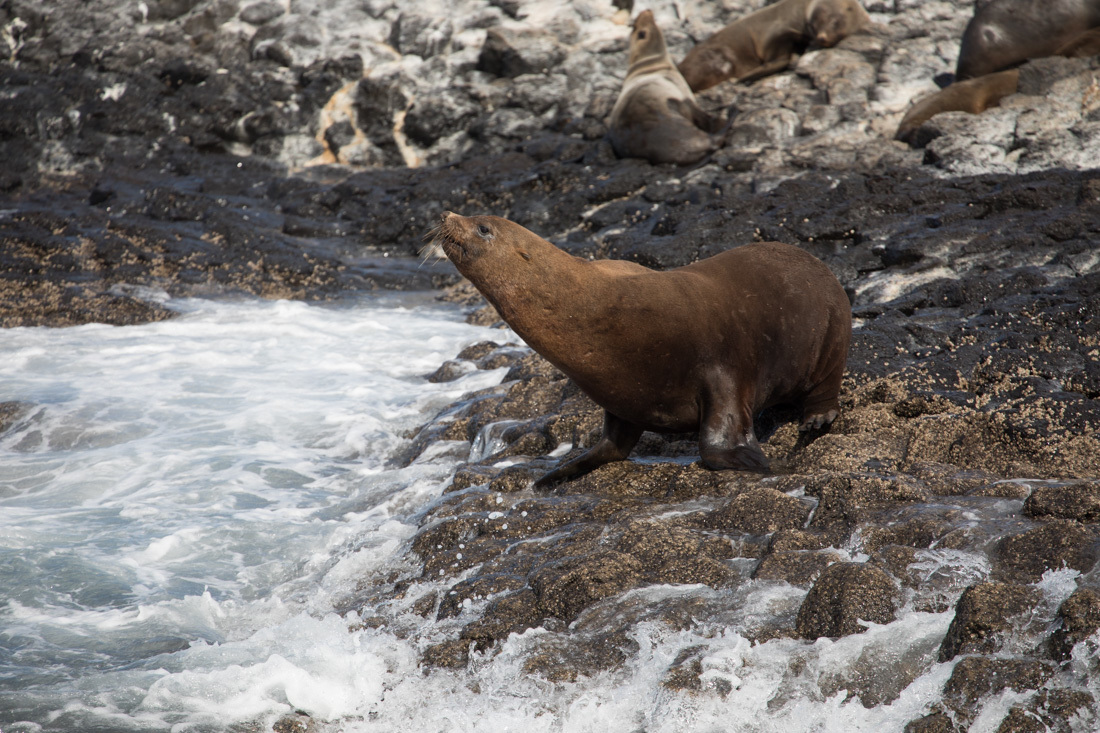 Australian Fur Seal 2 オットセイ <タスマニア> _c0248100_19184199.jpg