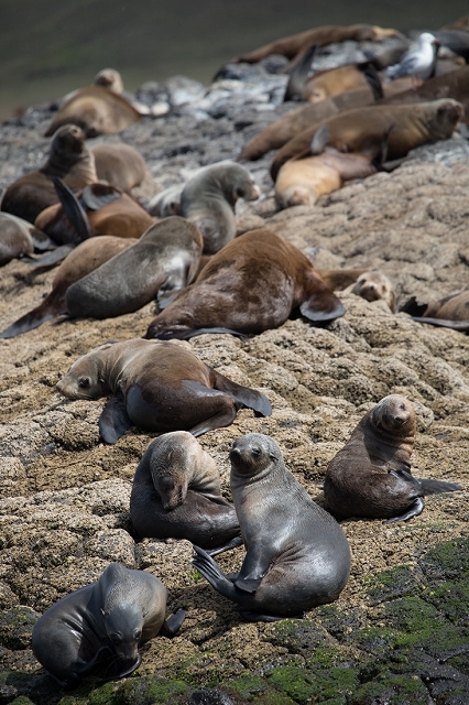 Australian Fur Seal 2 オットセイ <タスマニア> _c0248100_19184238.jpg