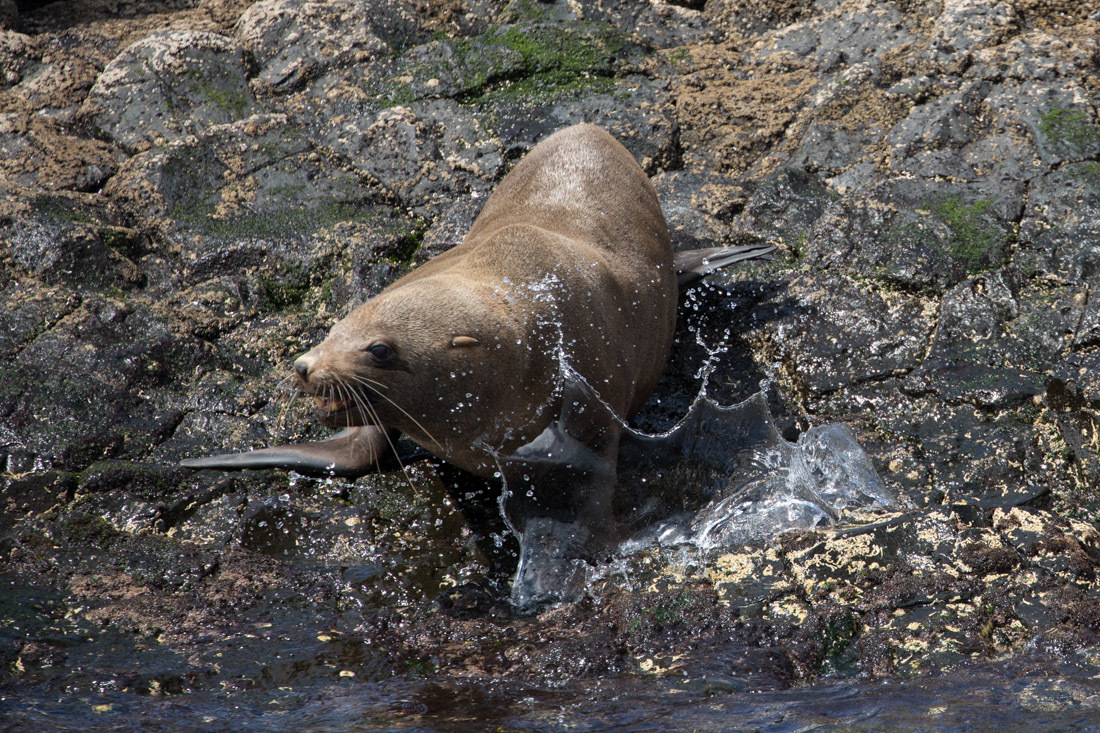 Australian Fur Seal 2 オットセイ <タスマニア> _c0248100_19184288.jpg