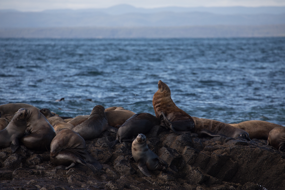 Australian Fur Seal 2 オットセイ <タスマニア> _c0248100_19204549.jpg