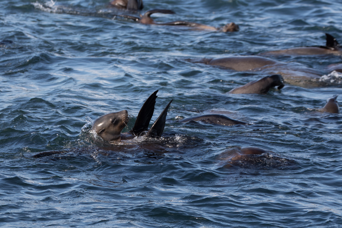 Australian Fur Seal 2 オットセイ <タスマニア> _c0248100_19204582.jpg