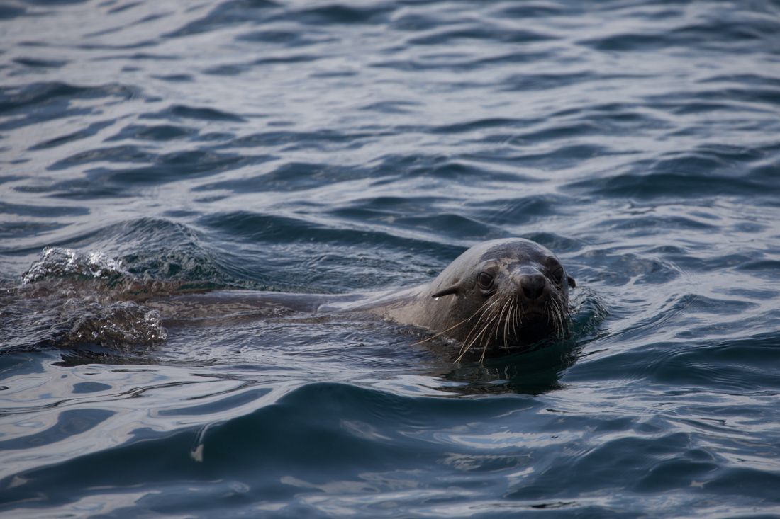 Australian Fur Seal 2 オットセイ <タスマニア> _c0248100_19204673.jpg