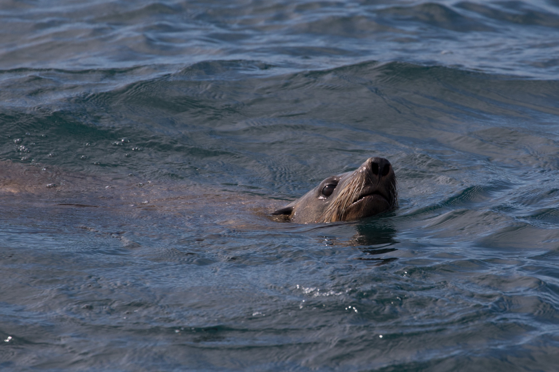 Australian Fur Seal 2 オットセイ <タスマニア> _c0248100_19204674.jpg