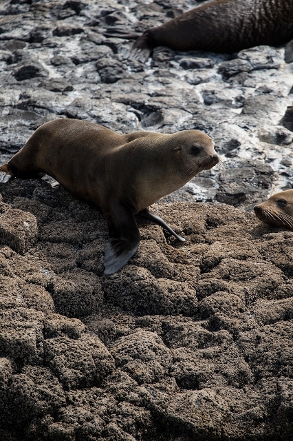 Australian Fur Seal 2 オットセイ <タスマニア> _c0248100_19204675.jpg
