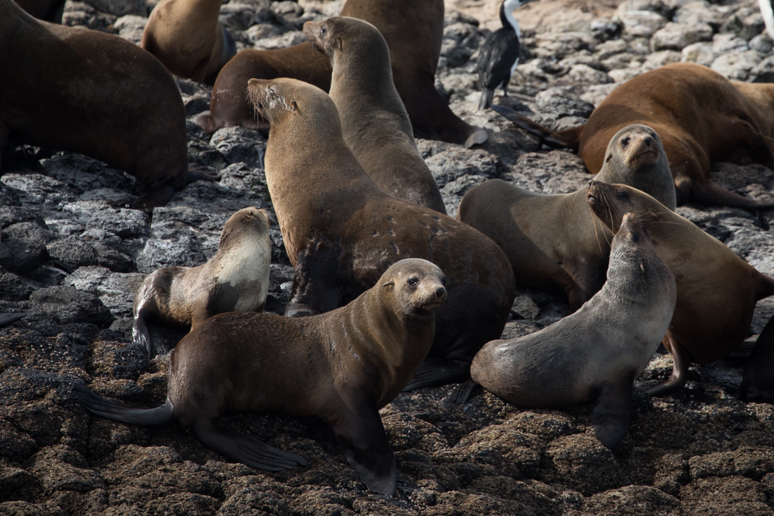 Australian Fur Seal 2 オットセイ <タスマニア> _c0248100_19204708.jpg