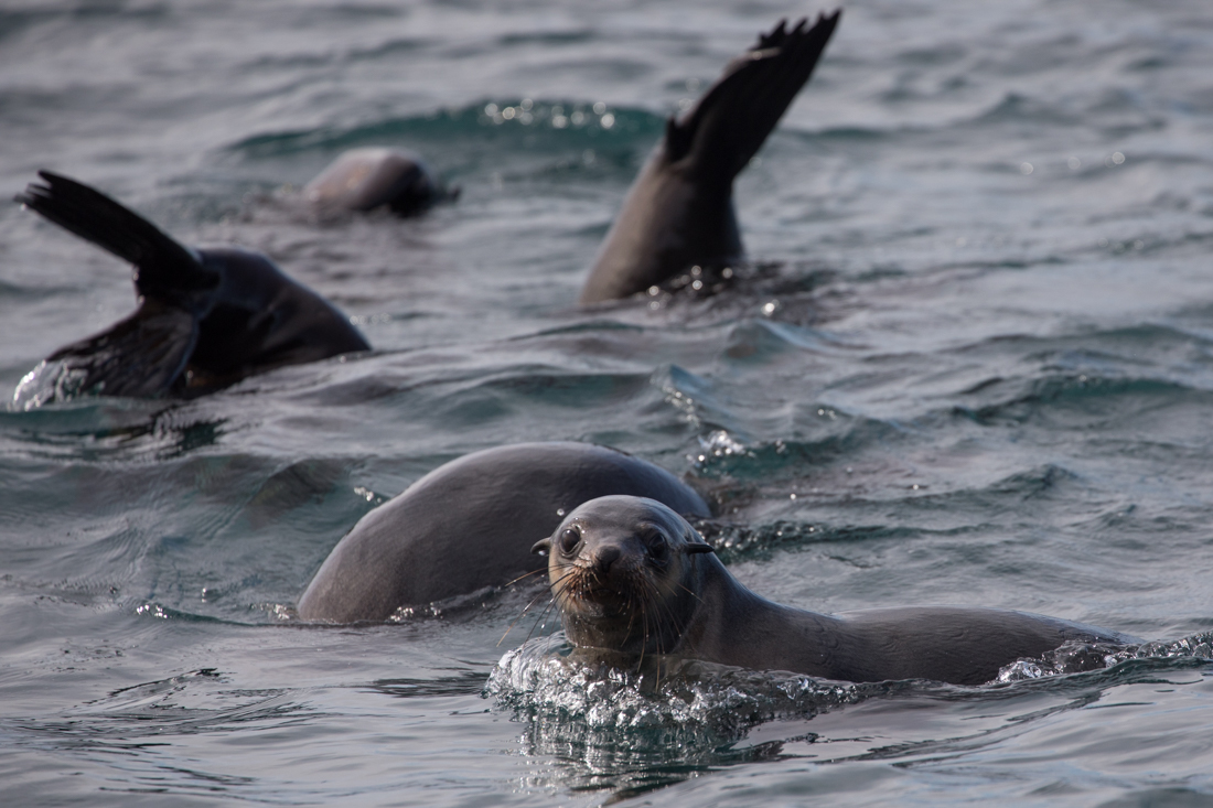 Australian Fur Seal 2 オットセイ <タスマニア> _c0248100_19204712.jpg