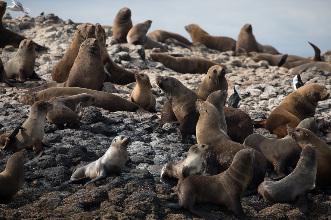 Australian Fur Seal 2 オットセイ <タスマニア> _c0248100_19204795.jpg