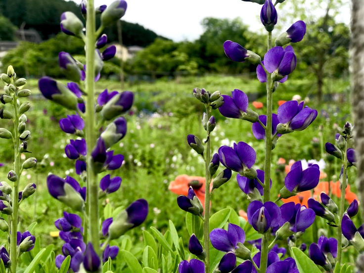 今日の草抜きセラピーで。_c0212604_2219953.jpg