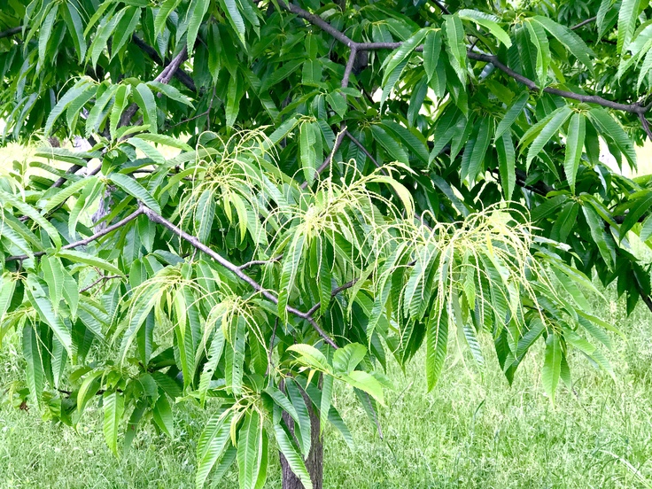 今日の草抜きセラピーで。_c0212604_2220431.jpg