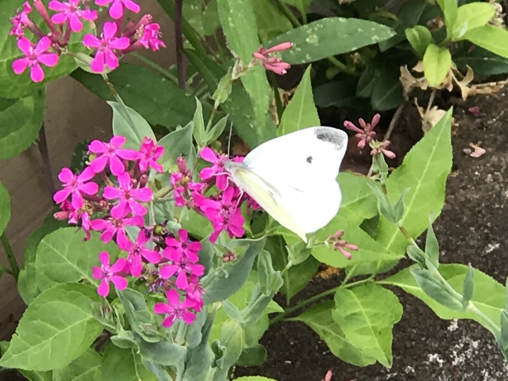 今日の草抜きセラピーで。_c0212604_22213528.jpg