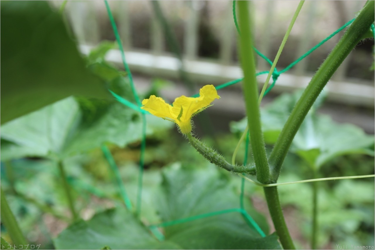 キュウリの花 トコトコブログ キュウリの花 トコトコブログ