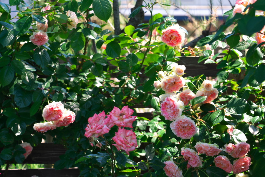 館林市 東武トレジャーガーデンの薔薇1 写真とパピオン大好き3 館林市 東武トレジャーガーデンの薔薇1 写真とパピオン大好き3
