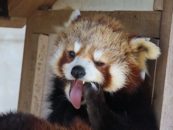 週間レッサーパンダ情報 2020年5月24日~5月30日_e0400609_12272575.jpg