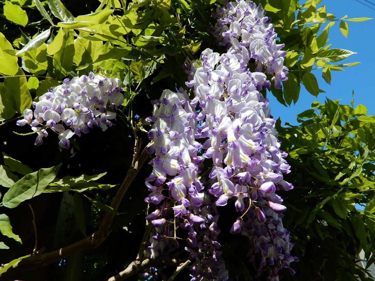 これから咲く花も_c0025115_23280532.jpg