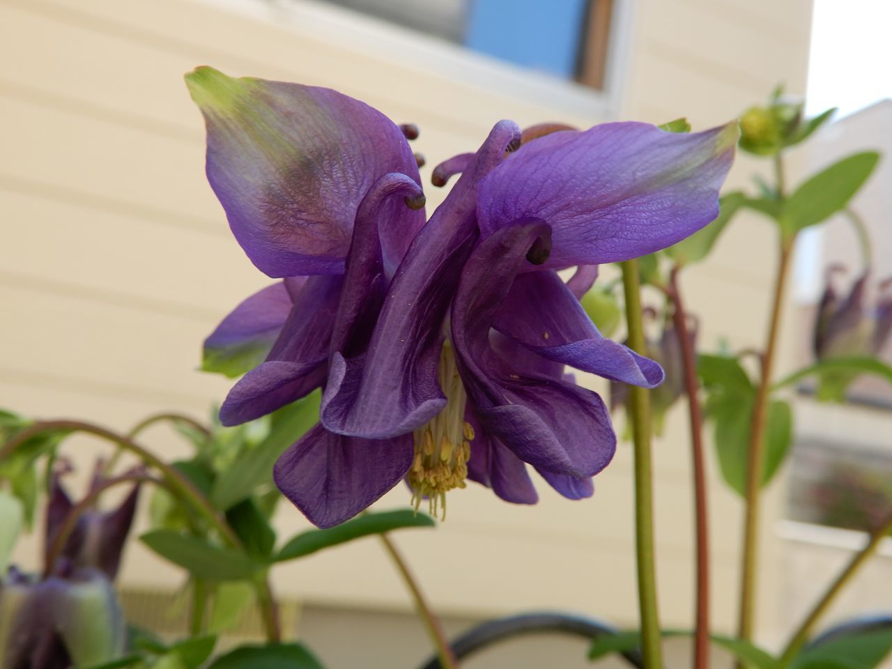これから咲く花も_c0025115_23311781.jpg
