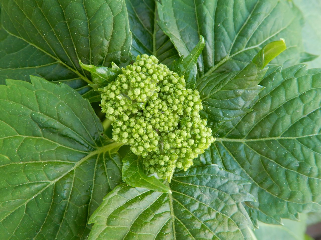 これから咲く花も_c0025115_23354588.jpg