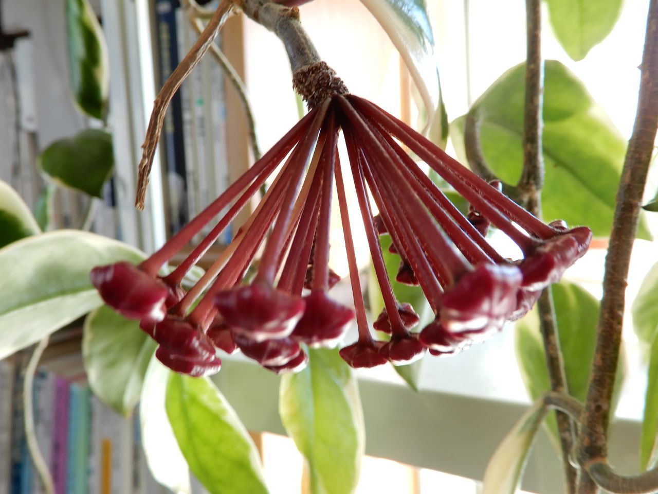 これから咲く花も_c0025115_23383636.jpg