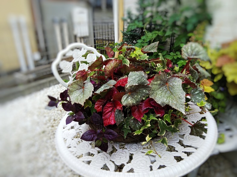 レックスベゴニアの寄せ植え 小庭の園芸日記