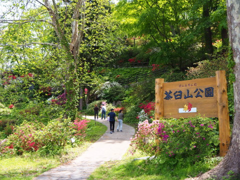 茶臼山公園のつつじ(大鰐町)*2020.05.26_b0147224_18474353.jpg