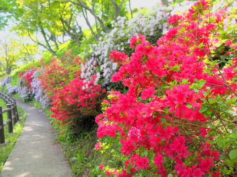 茶臼山公園のつつじ(大鰐町)*2020.05.26_b0147224_18485828.jpg