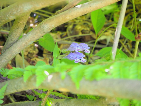 茶臼山公園のつつじ(大鰐町)*2020.05.26_b0147224_18495037.jpg