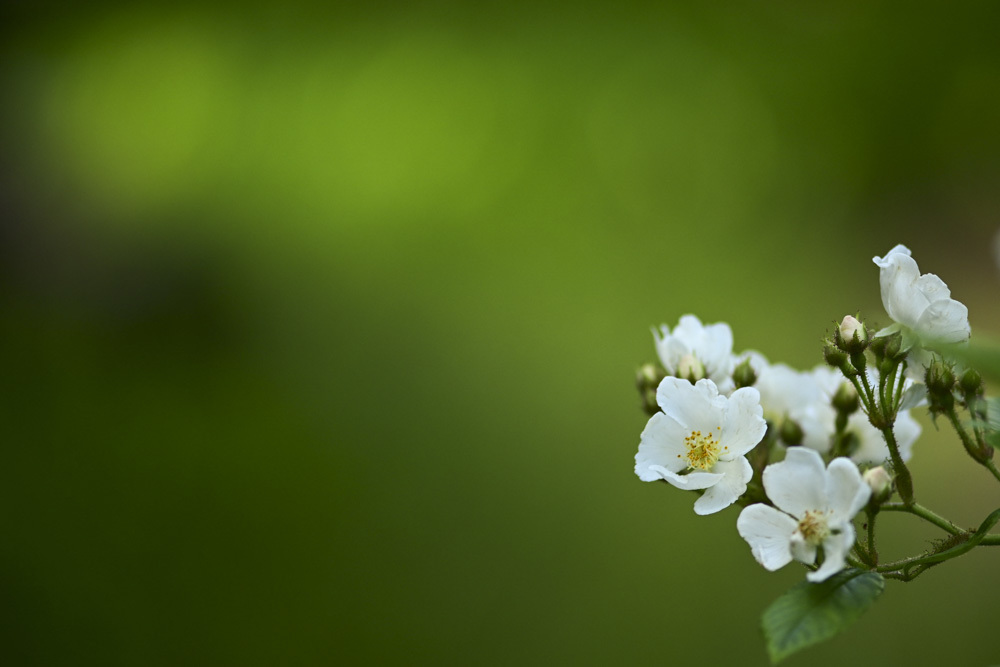 白い花_d0265224_17564271.jpg