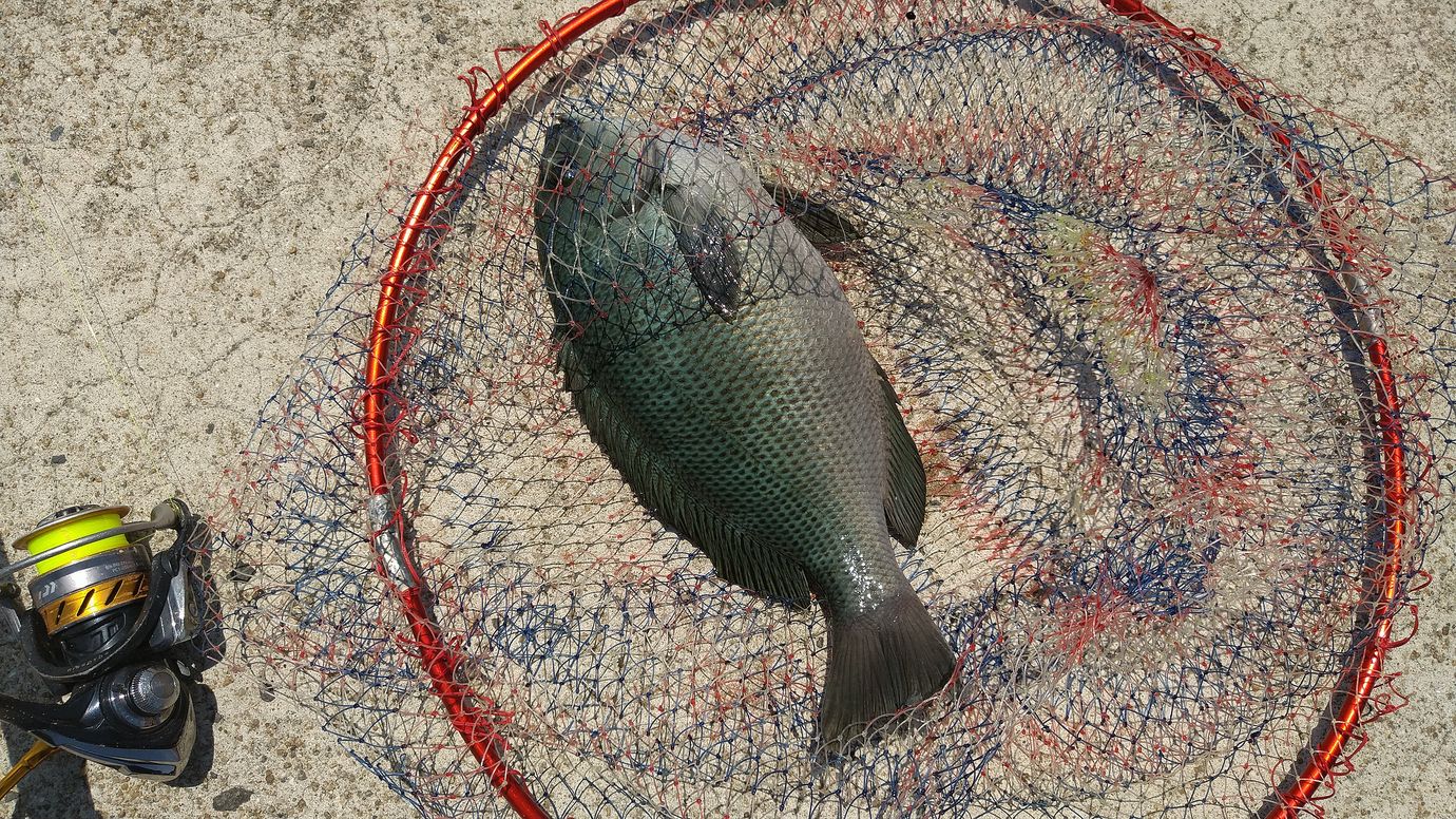 ほんと ときどき釣行記 ほんと ときどき釣行記