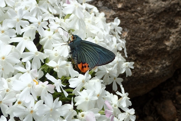 「春の蝶」つづき_b0189231_17000732.jpg