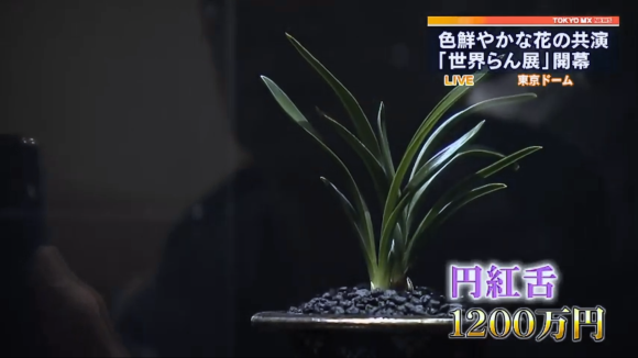 韓国春蘭 円紅舌 : 蘭万園日記