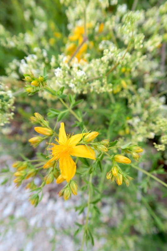 テッツィオ山登れば花と城と見晴らし、ペルージャ_f0234936_16414342.jpg