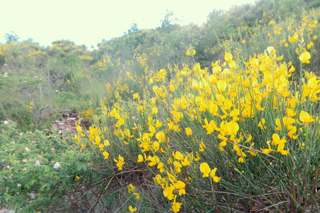 テッツィオ山登れば花と城と見晴らし、ペルージャ_f0234936_16574213.jpg
