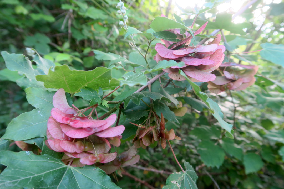 テッツィオ山登れば花と城と見晴らし、ペルージャ_f0234936_170205.jpg