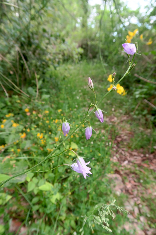 テッツィオ山登れば花と城と見晴らし、ペルージャ_f0234936_17154785.jpg
