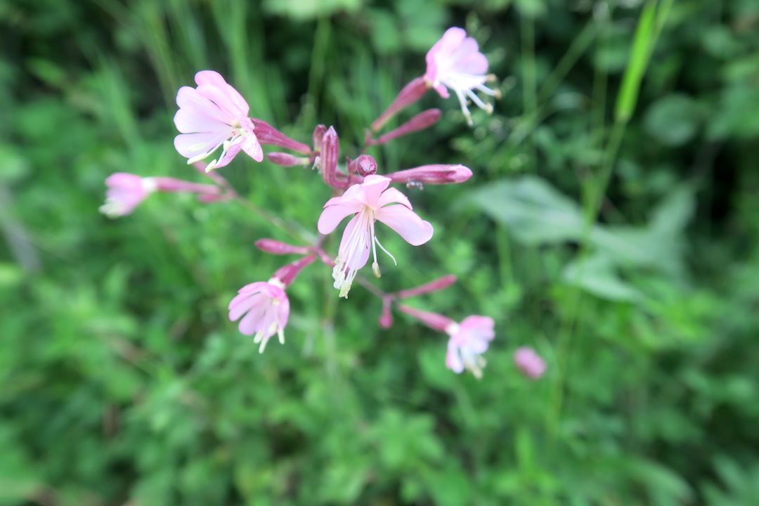 テッツィオ山登れば花と城と見晴らし、ペルージャ_f0234936_17261895.jpg