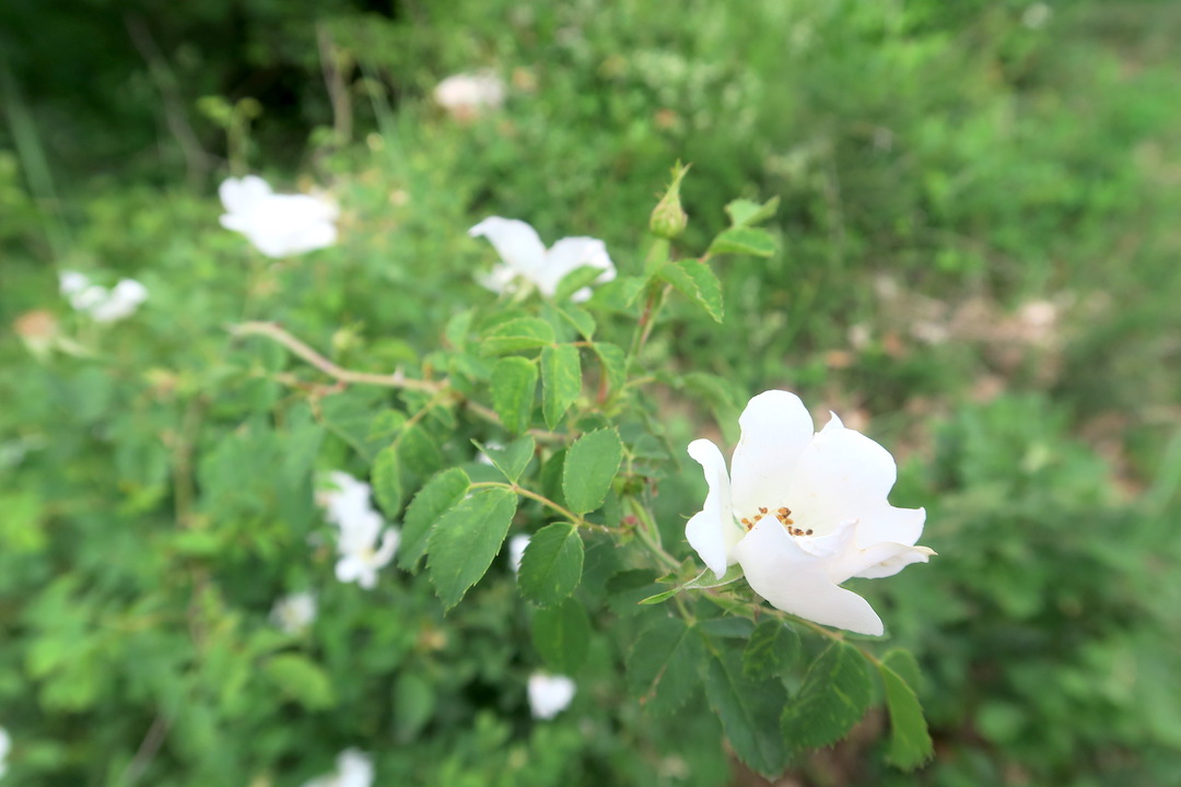 テッツィオ山登れば花と城と見晴らし、ペルージャ_f0234936_1727677.jpg