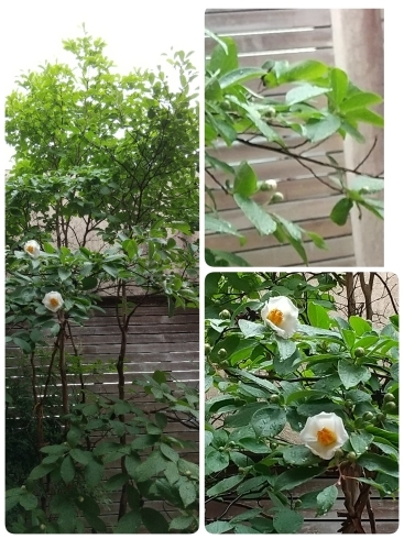 ナツツバキ_a0106637_10562754.jpg