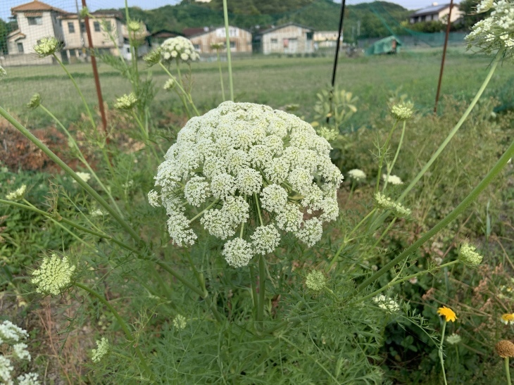 人参の花がこんな感じに 今日の一枚 人参の花がこんな感じに 今日の一枚