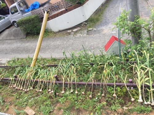 ニンニク収穫~!_c0331145_20335633.jpg