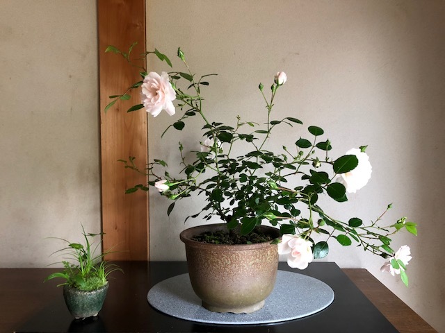 薔薇盆栽 : リリ子の一坪ガーデン