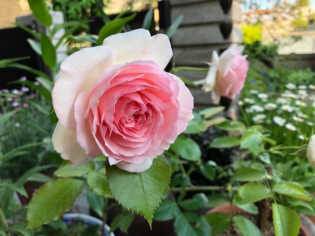 薔薇盆栽 : リリ子の一坪ガーデン