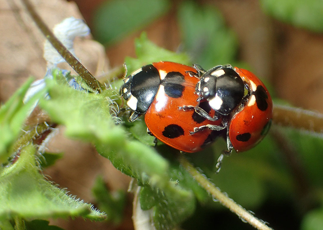 テントウムシのサンバ 公園昆虫記