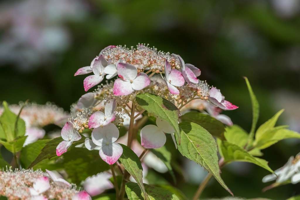 紫陽花散歩_f0044056_12422260.jpg