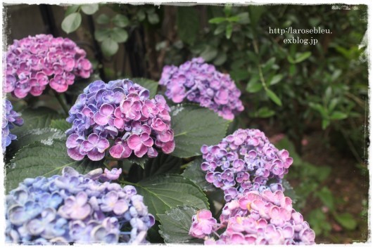 紫陽花 ポップコーン La Rose 薔薇の庭