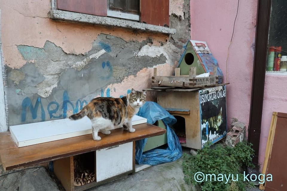 トルコの猫は幸せですか ねこ旅また旅 トルコの猫は幸せですか ねこ旅また旅