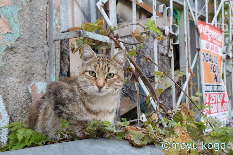 トルコの猫は幸せですか？_e0255060_13552173.jpg