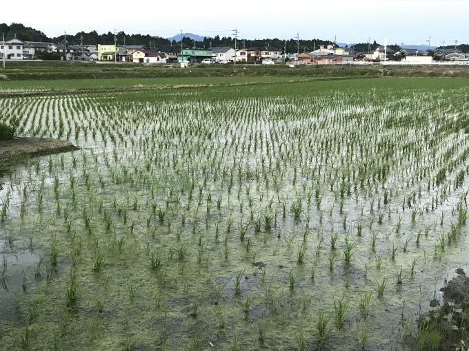土日は断捨離とゴルフ?自家菜園の野菜_b0100062_18153828.jpeg
